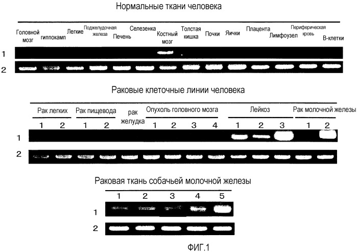 Фармацевтическая композиция для лечения и предупреждения рака (патент 2533460)