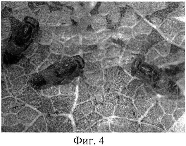 Способ массового разведения наездника minotetrastichus frontalis (nees) (патент 2545715)