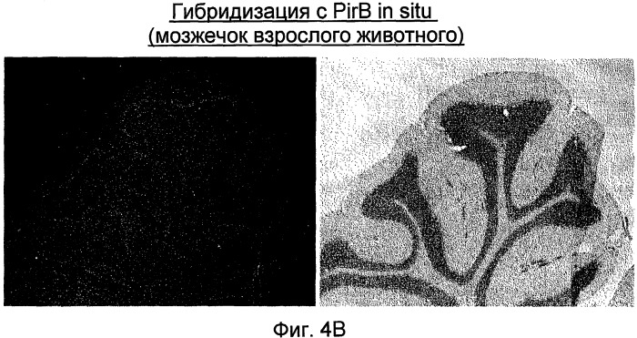 Модуляторы нейрональной регенерации (патент 2447449)