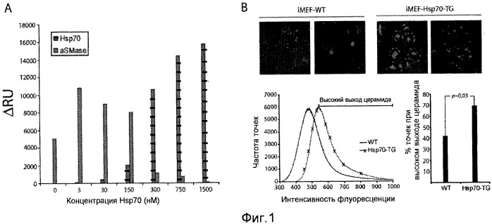 Применение hsp70 в качестве регулятора ферментативной активности (патент 2521672)
