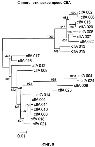 Иммуногенные композиции антигенов staphylococcus aureus (патент 2536981)