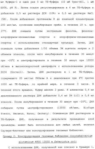Гены corynebacterium glutamicum, кодирующие белки метаболических путей (патент 2306339)
