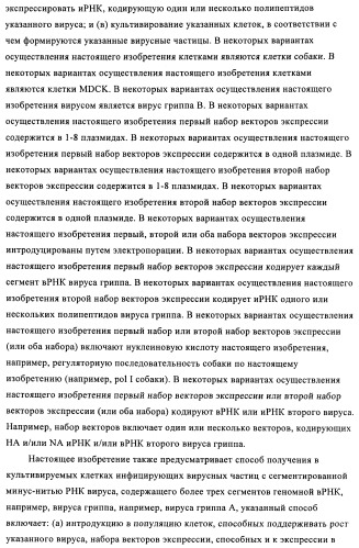 Способы и композиции для экспрессии антисмысловой вирусной рнк в клетках собаки (патент 2457250)