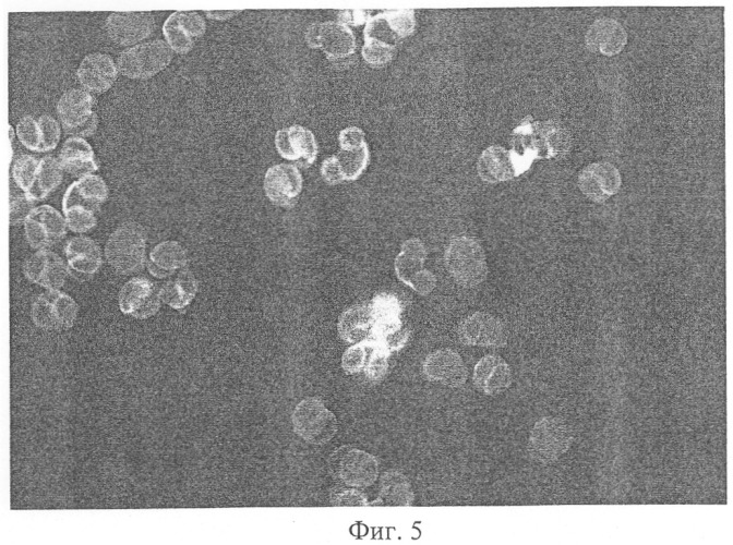 Микроноситель для культивирования субстратзависимых клеток животных in vitro (патент 2328527)