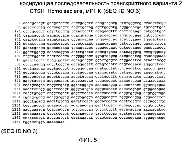 Применение катепсина н (патент 2574005)