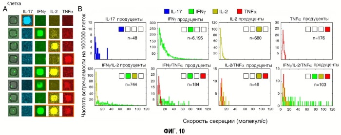 Способ диагностики аллергических реакций (патент 2536291)