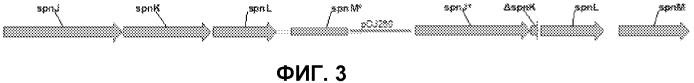 Штаммы spnk (патент 2580015)