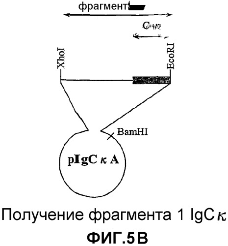 Желудочно-кишечный пролиферативный фактор и его применения (патент 2343158)