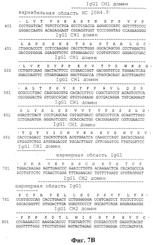 Человеческие антитела против человеческого 4-1вв (cd137) (патент 2376316)