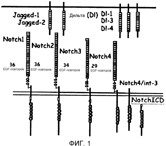 Основанные на notch3 человека гибридные белки в качестве ловушек-ингибиторов передачи сигнала notch3 (патент 2567662)