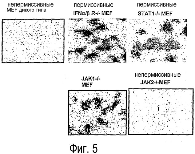 Применение вируса миксомы для терапевтического лечения рака и хронической вирусной инфекции (патент 2362584)