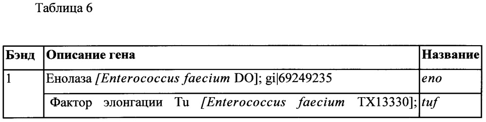 Система полицистронной экспрессии для бактерий (патент 2644346)