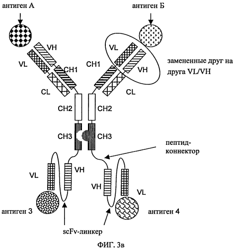 Три- или тетраспецифические антитела (патент 2570633)