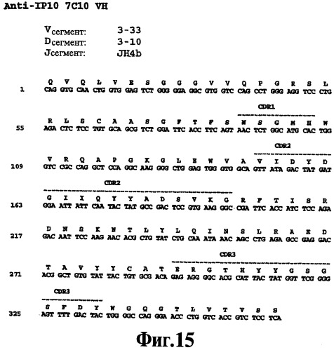 Выделенное антитело против ip-10, иммуноконъюгат и биспецифическая молекула на его основе, их композиции, способ лечения (варианты), кодирующая молекула нуклеиновой кислоты, соответствующий экспрессионный вектор, клетка-хозяин и гибридома (патент 2486199)