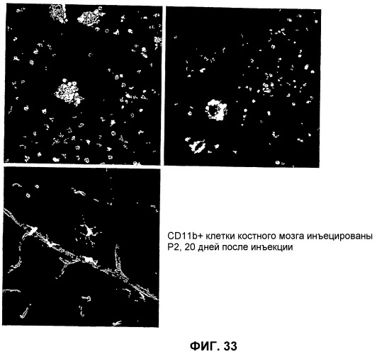 Изолированные популяции миелоидоподобных клеток костного мозга и способы лечения с ними (патент 2418856)