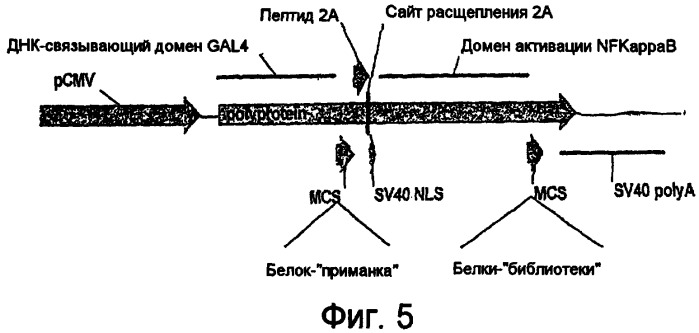 Экспрессия множества генов, включая sorf-конструкции, и способы экспрессирования иммуноглобулина (патент 2478709)