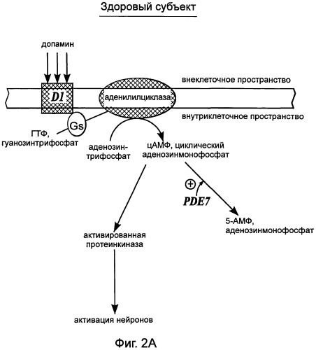Использование ингибиторов pde7 для лечения нарушений движения (патент 2449790)