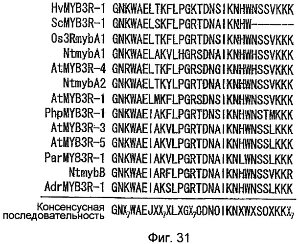 Растительные клетки и организмы растений с модифицированным клеточным ростом, развитием и дифференцировкой (патент 2349642)