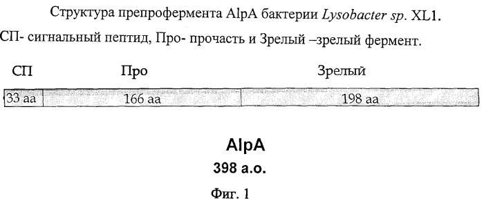 Литическая протеаза alpa бактерии lysobacter sp. xl1, фрагмент днк, кодирующий литическую протеазу alpa бактерии lysobacter sp. xl1, и способ получения литической протеазы alpa бактерии lysobacter sp. xl1 (патент 2407782)