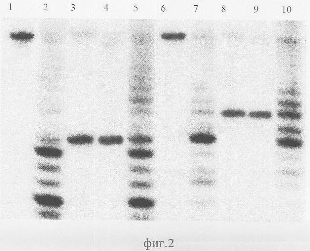 Штамм бактерий arthrobacter luteus b-продуцент сайт-специфической эндонуклеазы alu bi (патент 2340670)