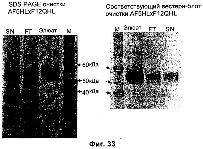 Pscaxcd3, cd19xcd3, c-metxcd3, эндосиалинxcd3, epcamxcd3, igf-1rxcd3 или fap-альфаxcd3 биспецифическое одноцепочечное антитело с межвидовой специфичностью (патент 2547600)