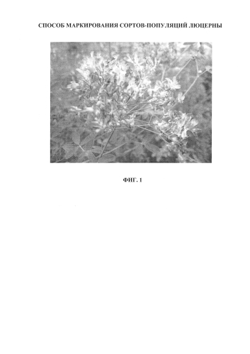Способ маркирования сортов-популяций люцерны (патент 2582267)