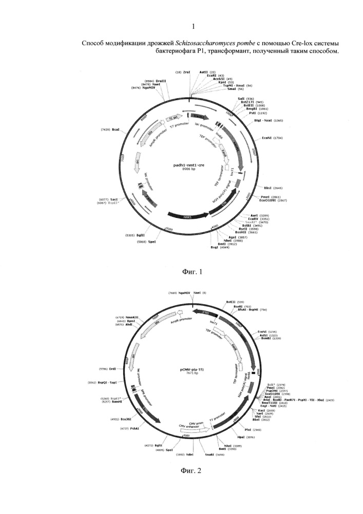 Способ модификации дрожжей schizosaccharomyces pombe с помощью cre-lox системы бактериофага р1, трансформант, полученный таким способом, и способ микробиологического синтеза молочной кислоты (патент 2652877)