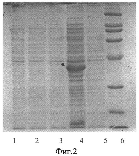 Штамм бактерии esherichia coli ex pqe30, продуцент эндоксиланазы бактерии geobacillus stearothermophillus 22 (патент 2542486)