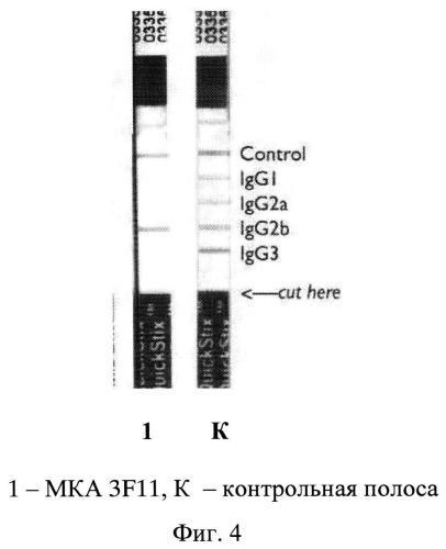 Штамм гибридных клеток животных mus musculus 3f11 - продуцент моноклональных антител, специфичных к ботулиническому токсину типа b (патент 2566553)