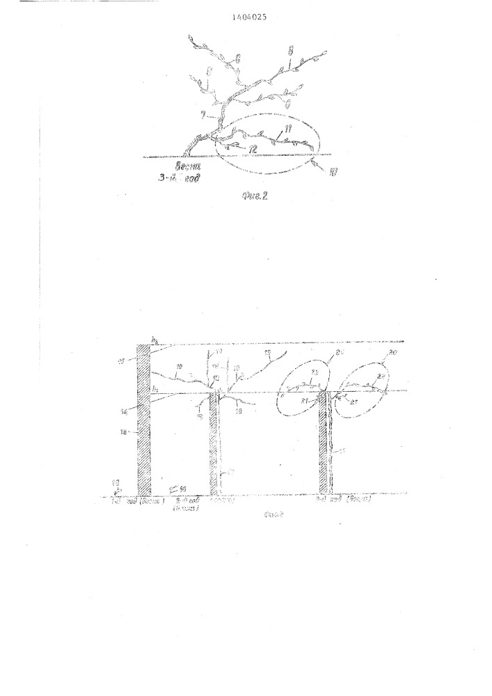Способ ведения виноградного куста (патент 1404025)