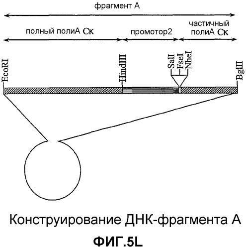 Желудочно-кишечный пролиферативный фактор и его применения (патент 2343158)