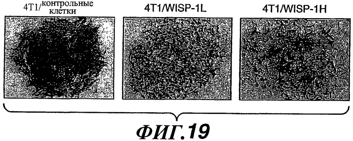 Способы и композиции для модуляции и обнаружения активности wisp (патент 2412201)