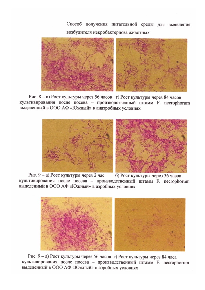 Способ получения питательной среды для выявления возбудителя некробактериоза животных (патент 2631795)