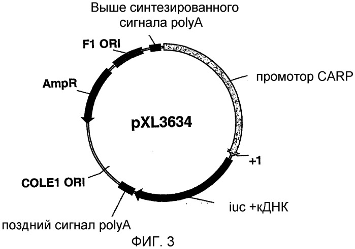 Последовательность, расположенная выше гена carp, вектор, содержащий эту последовательность, и их использование (патент 2283865)