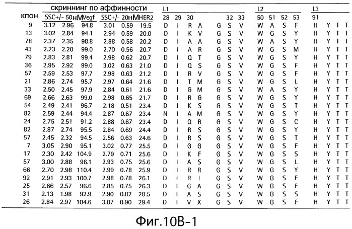 Полиспецифические антитела (патент 2547596)