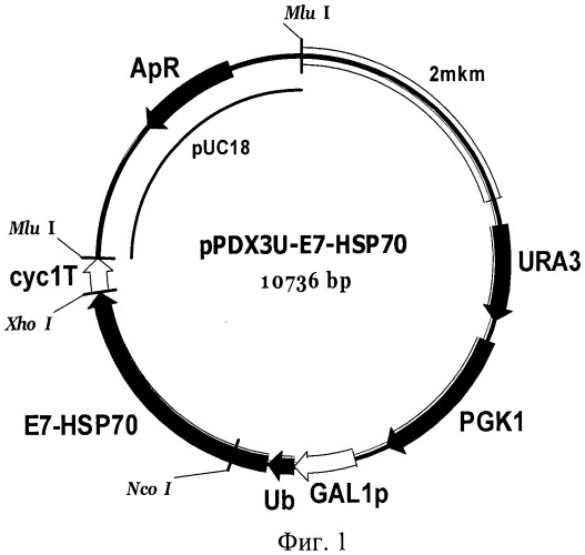 Способ получения белка e7-hsp70 и штамм дрожжей saccharomyces cerevisiae для его осуществления (патент 2489481)