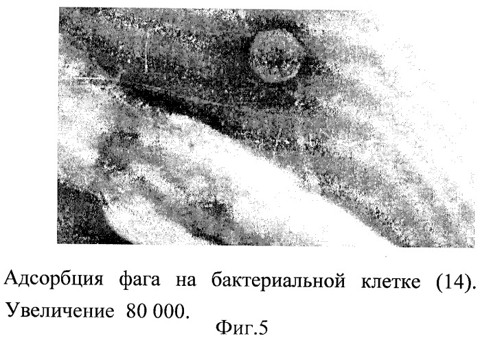 Способ трансдукции bacillus anthracis и близкородственных бацилл (патент 2287579)