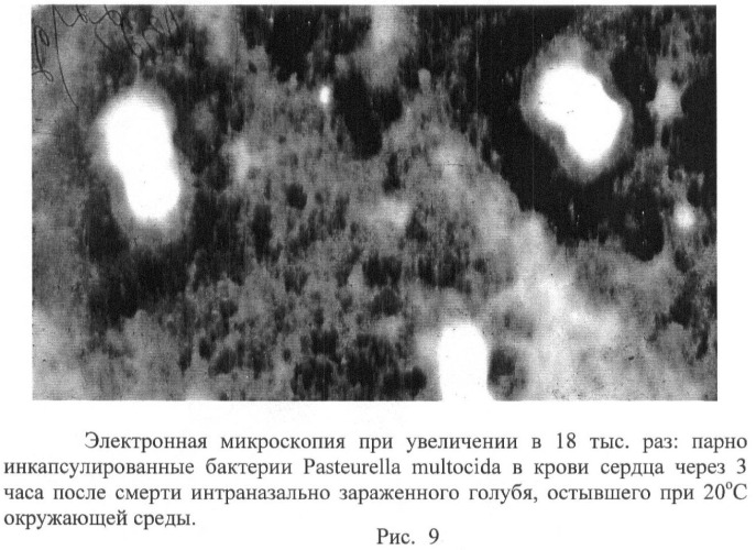 Способ стандартизации контрольно-производственного штамма бактерий pasteurella multocida (патент 2445367)