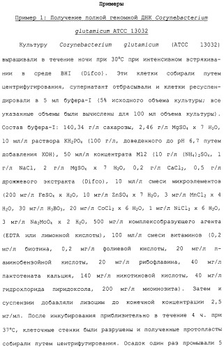 Гены corynebacterium glutamicum, кодирующие белки метаболических путей (патент 2306339)