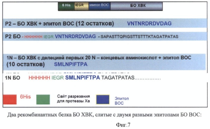 Иммуногенная композиция, содержащая чужеродные антигены на поверхности сферических носителей, полученных при термической денатурации спиральных вирусов (патент 2440140)