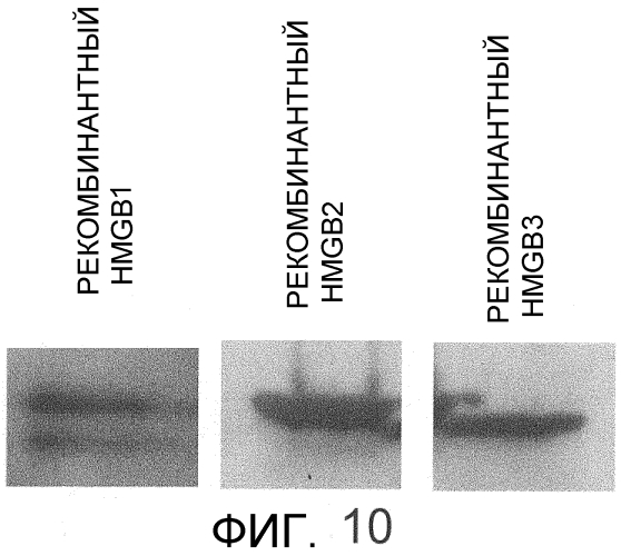 Способ сбора функциональных клеток in vivo с высокой эффективностью (патент 2571230)