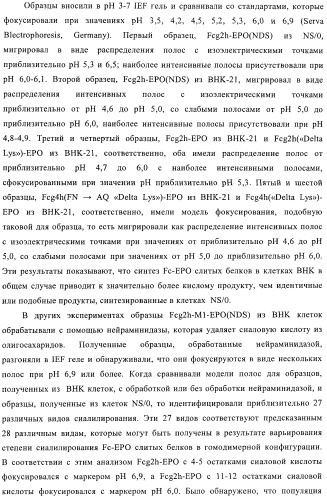 Fc-эритропоэтин слитый белок с улучшенной фармакокинетикой (патент 2370276)