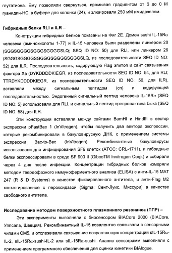 Соединение, предназначенное для стимуляции пути передачи сигнала через il-15rбета/гамма, с целью индуцировать и/или стимулировать активацию и/или пролиферацию il-15rбета/гамма-положительных клеток, таких как nk-и/или t-клетки, нуклеиновая кислота, кодирующая соединение, вектор экспрессии, клетка-хозяин, адъювант для иммунотерапевтической композиции, фармацевтическая композиция и лекарственное средство для лечения состояния или заболевания, при котором желательно повышение активности il-15, способ in vitro индукции и/или стимуляции пролиферации и/или активации il-15rбета/гамма-положительных клеток и способ получения in vitro активированных nk-и/или t-клеток (патент 2454463)