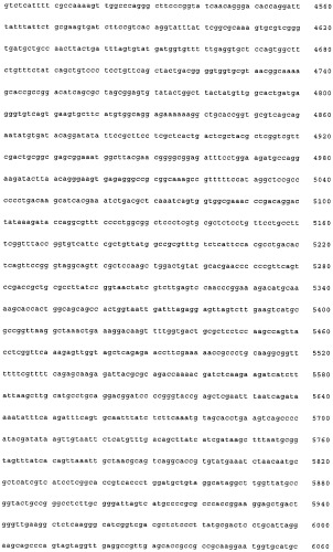 Нитрилгидратаза из rhodococcus (патент 2385932)