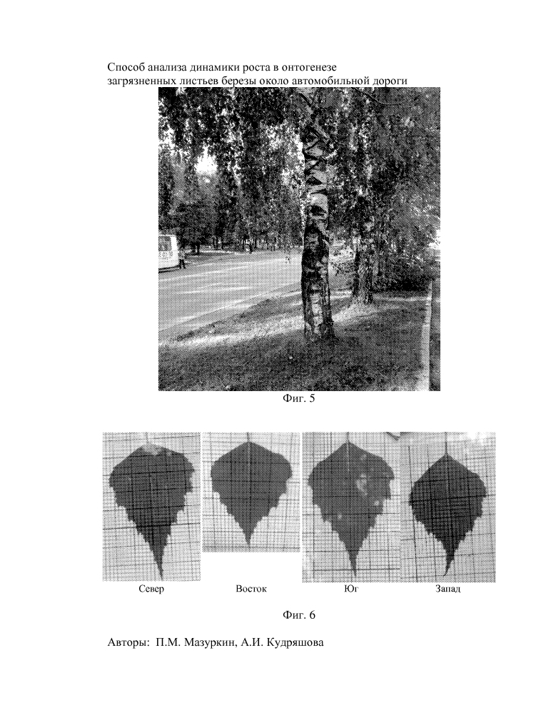 Способ анализа динамики роста в онтогенезе загрязненных листьев березы около автомобильной дороги (патент 2597643)