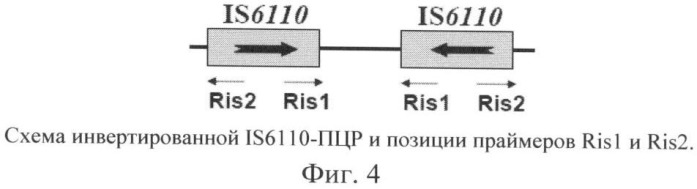 Способ выявления микобактерий туберкулеза генотипа beijing (патент 2405836)