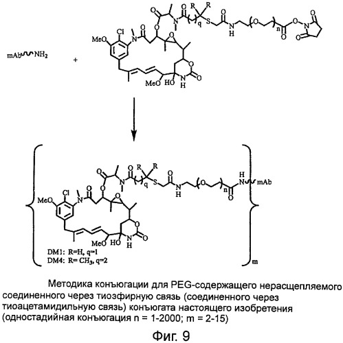 Высокоэффективные конъюгаты и гидрофильные сшивающие агенты (линкеры) (патент 2487877)