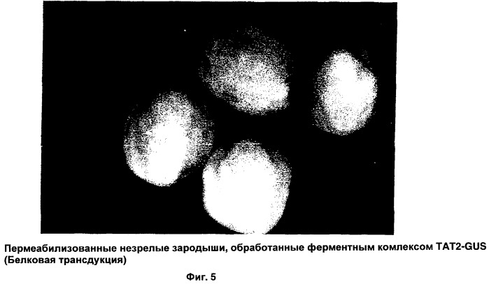 Способ трансфекции и трансдукции растительных клеток (патент 2485180)