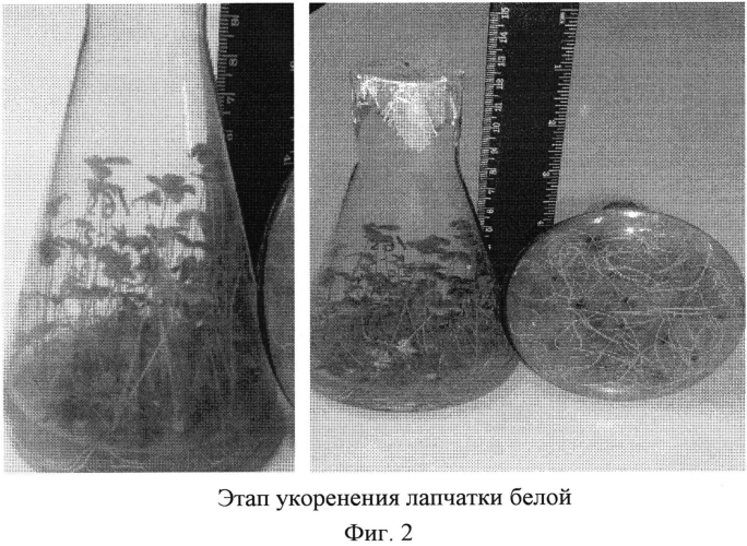 Способ получения лекарственного растительного сырья лапчатки белой (potentilla alba l.) в условиях гидропоники (патент 2570623)