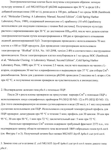 Способ получения аминокислот с использованием бактерии, принадлежащей к роду escherichia (патент 2396336)